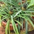 Two rosettes in a clay pot producing small pineapples.