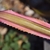 Close-up of leaf with serrate margin & pink marginal variegation
