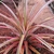 Rosette of green leaves with rosy cast & rose- margins.