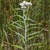 flower and leaves