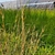 Green leaves in May