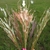 Inflorescence in Oct with white hairs