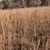 Large growth of the plants in Novenber