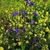 Anchusa azurea