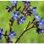 Anchusa azurea