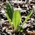 Rosette of elongate, pubescent leaves.