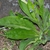 Rosette of hairy leaves & central stalk with blue flowers.