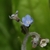 Close-up of a pale blue, sympetalous flower on a hairy stalk.
