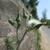 Sonchus asper