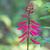 Coral Bean