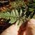 Polystichum tsus-simense