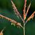 Andropogon gerardii