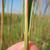 Andropogon gerardii