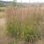 Andropogon gerardii