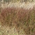 Stand of brown grass with white fluffy inflorescences.