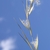 A single inflorescence with white, silky spikelets.