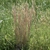 Tufted grass with glaucous stems