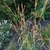 Clump of upright grass.