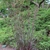 Upright clump of grass with purple foliage
