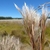 Tuft of grass with white fluffy inflorescences.