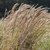 Tuft of grass with white fluffy inflorescences.