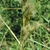 Close-of inflorescence.