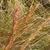 Inflorescence