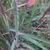 Close-up showing hairy stems and leaf sheaths.