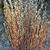 Form