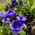 Blue flowers of a cultivar