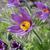 Anemone pulsatilla