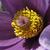 Anemone pulsatilla