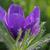 Anemone pulsatilla