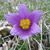 Anemone pulsatilla