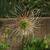 Anemone pulsatilla