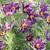 Anemone pulsatilla