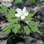 Flower and compound leaves divided into 5 segments