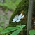 White erect flower