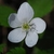 Five petaled white flower