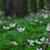 It can be a groundcover