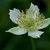 Flower detail
