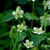Form in bloom