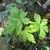 Green whorled compound leaves