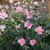 Anemone X hybrida