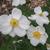Anemone x hybrida 'Honorine Jobert'