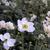 Anemone x hybrida 'Honorine Jobert'