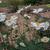 Anemone x hybrida 'Honorine Jobert'