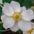 Anemone x hybrida 'Honorine Jobert'