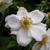 Anemone X hybrida