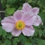 Pink flowers